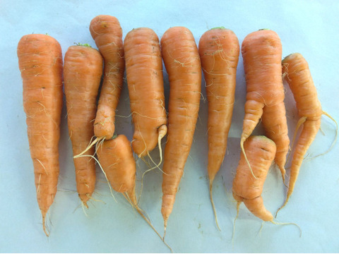 3kg🥕皮まで美味しいニンジン🥕今が旬！🥕《農薬・化学肥料不使用》