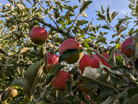山形県産 特秀 サンふじりんご 約3kg 9玉：山形県産のふじ｜食べチョク