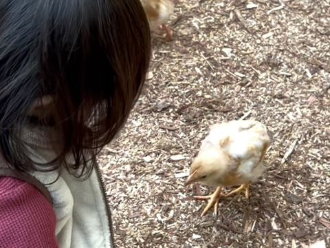 【熱々ご飯と相性抜群⭐️】平飼い卵２０個🥚棚田の里の元気卵『楓のきらめき』⭐️100％国産の飼料原材料を厳選！