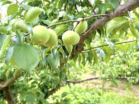 農園直送】紀州南高梅3kg：奈良県産の南高梅｜食べチョク｜産地