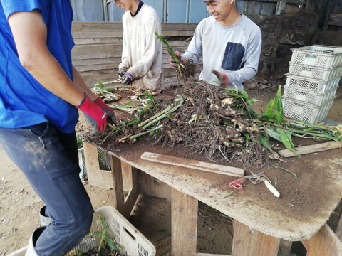 旬の味わいを☺️みずみずしく爽やかな香り❗留守農場の新生姜　3㎏