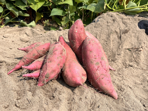 熟成1ヶ月『さつまいも』遠州金時20㎏土付き