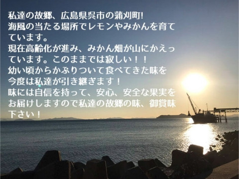 食べてみんさい広島みかん◆2㎏