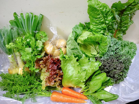 【里芋入り】日常使用する野菜を中心とした野菜セット80サイズ（6品目程度）