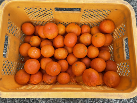 濃厚なカラマンダリンとジューシーなセミノール（訳あり品、ご家庭用）約10kg【柑橘食べ比べ】