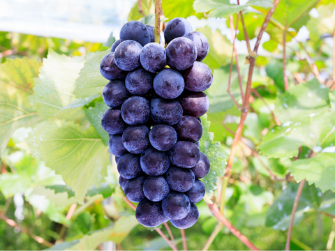 花笑み農園　岡山のBKシードレス約２kg（３～６房）家庭用【9/14～順次発送】B-2家