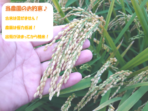 品種お任せ「ミルキークイーンorにこまるorヒノヒカリorきぬむすめ」岡山県産 精米 25kg（精米後22.5kg程度でのお届けとなります）