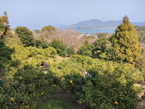 【2kg箱】まるで自然が作ったキャンディー！味も見た目も可愛い【はるか】