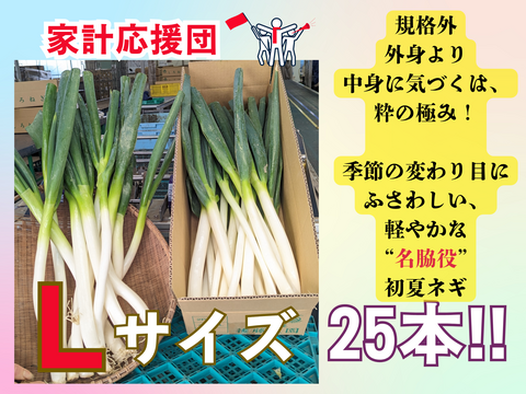 外身より中身に気づくは、粋の極み！規格外　Ｌサイズ（25本）