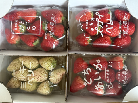 【春イチゴ】【お得価格】摘みたて直送！ミルキーベリー入り！とちぎのいちご4種詰め合わせセット（4パック）（260ｇ×4パック）【いちご食べ比べ】