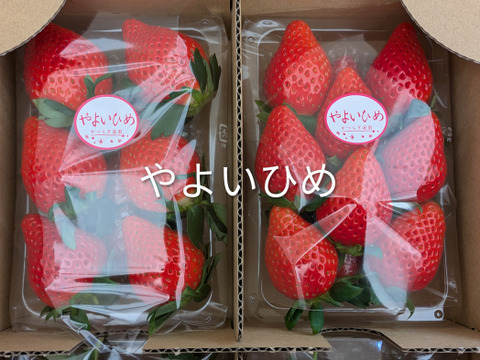 食べくらべ！採れたて完熟「とちおとめ 260g✕2パック」・「やよいひめ 260g✕2パック」