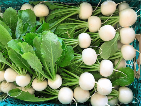 【受注収穫】四万十カブ「絹はだ美人」お試し１ｋｇ（２～３玉） 農薬不使用 自然栽培 四万十産