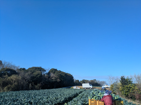 ブロッコリー６つ　春キャベツ３つ
（増量ともちゃんセット）