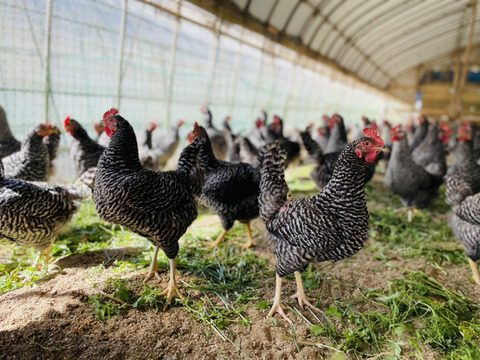 【福島県・平飼い/40個】子供もあんしんの100％自家配合飼料♪相馬ミルキーエッグ