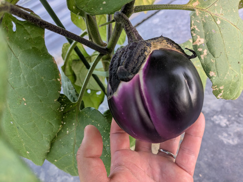 【美味しい野菜をお届けします】　季節の野菜セット『採れTakara☆彡』11品前後