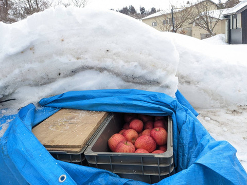 【雪中貯蔵りんご】ふじ 贈答規格 酸味が抜けて甘〜い 3月にお届け 農薬60％減 3kg