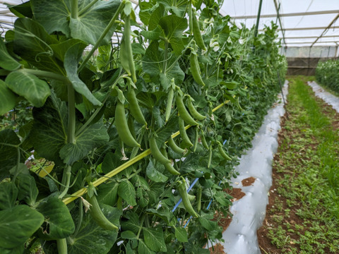 シャキシャキ甘い！沖永良部島産スナップエンドウA品　１キロ