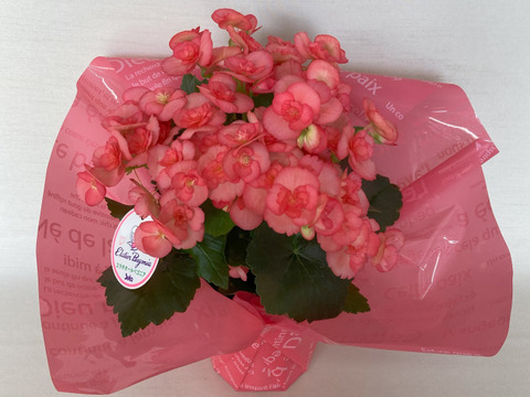 エラチオールベゴニア【ネッテフリンジ】4.5寸　ギザギザの花弁が可愛い人気品種！