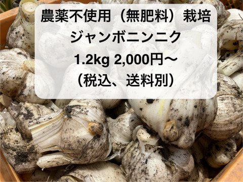 あんこ　ジャンボニンニク（生）M～Lサイズ 無農薬、無化成肥料　16kg 1a58ae198e745f5b601170775b7801