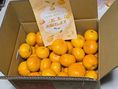 【家庭用】愛媛みかん 5.5kg(通常サイズ) ひとくちで恋する♡濃い味みかん♪【冬ギフト】