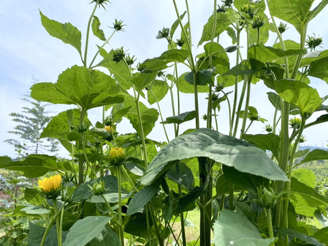 【5本（1本に約３つの花）まるで菊のようなヒマワリ（ロドンゴールド）