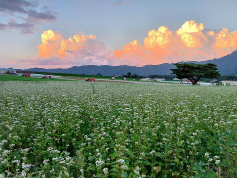 八ヶ岳高原の恵み満載！新鮮野菜5種詰め合わせセット