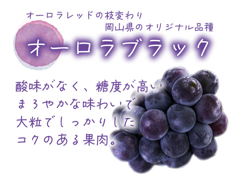 花笑み農園　岡山のオーロラブラック１kg（２房）【9/10～順次発送】A-1
