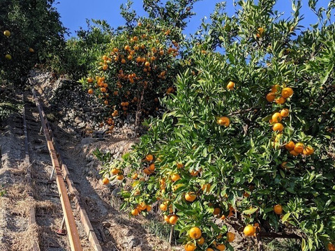 【冬ギフト】農家直送！有田みかん10kg≪Sサイズ 秀品≫【平武農園】～蛍飛ぶ町から旬の便り～　和歌山｜有田｜田口｜ギフト｜こだわり　産地直送　お取り寄せ