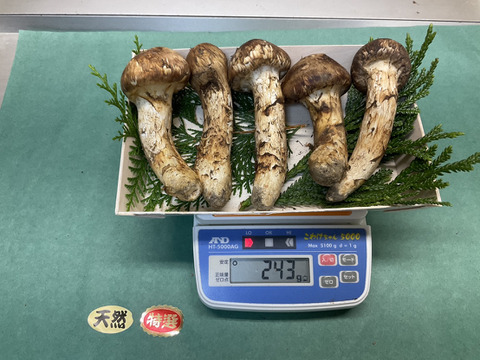 秋の味覚の王様】松茸/マツタケ/まつたけ/純国産/つぼみ/243g 秋の味覚の王様】松茸/マツタケ/まつたけ/純国産/つぼみ/243g