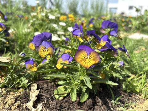 春が最盛期！！！山形の食べる花｜種から農薬不使用で育てたエディブルフラワー (ナデシコ・コーンフラワー・ビオラ各種指定可)押し花やドライにしても！