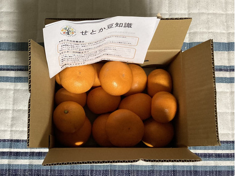 ジュワッと甘い柑橘の大トロせとか‼︎【家庭用】 3kg  ✳︎2月下旬から発送