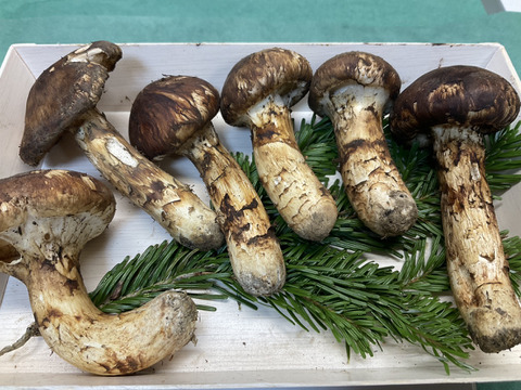 松茸　国産800g（北海道） 松茸 北海道 800g 特大サイズ 北海道産松茸 ①800g 松茸 北海道 800g
