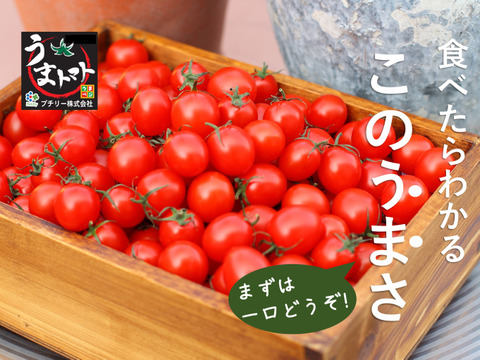 【夏ギフト】高糖度ミニトマト「うまトマト」（１.2㎏）「熨斗対応可」