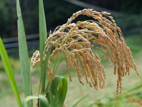 新米！2025年奈良県山添の『あきたこまち』（白米）1㎏