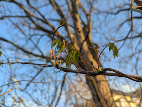 天然　山菜　あけびの芽　３０ｇ