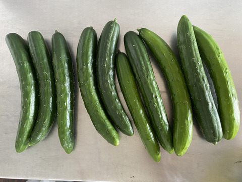 採りたての清々しさを！きゅうり12本入り!!（本州の方限定）