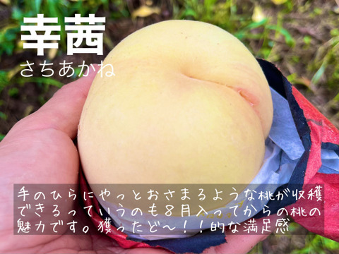 【家庭用】大玉！高糖度！うま味たっぷり！の岡山の白桃  川中島白桃・幸茜（さちあかね）　家庭用２ｋｇ ５～７玉