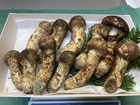 【秋の味覚の王様】松茸/マツタケ/まつたけ/純国産/ほぼつぼみ/204g【特上】【最短当日発送】