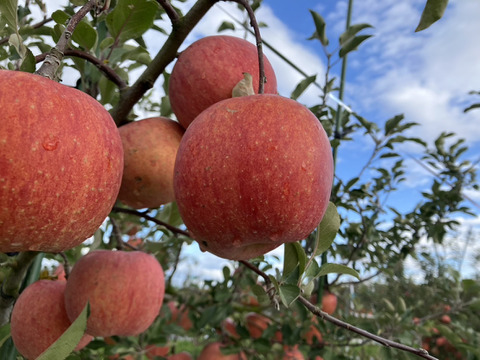 ご家庭用サンふじリンゴ　3kg