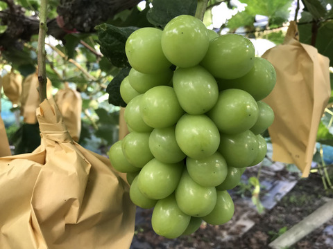 氷温ぶどうの宝石箱シャインマスカット（一粒14g以上　18粒)