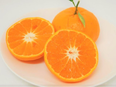 西南のひかり　3Ｋ　希少品種　特別栽培　熊本不知火産