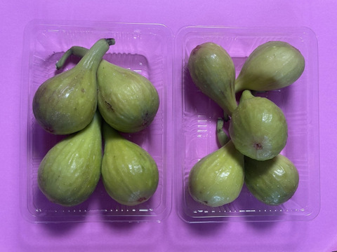 バナーネ　白いちじく　露地栽培　化学肥料農薬不使用　予約販売　順次配送