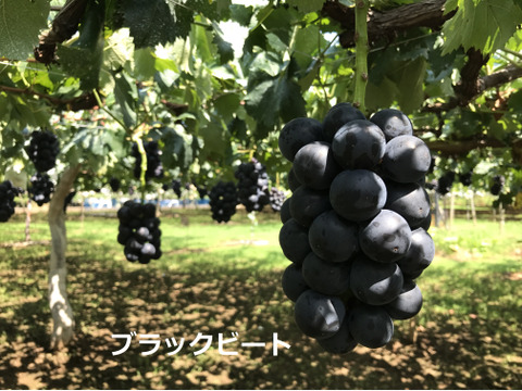 【夏ギフト】シャインマスカット＋他2種類3色セット1700g以上（3～4房）