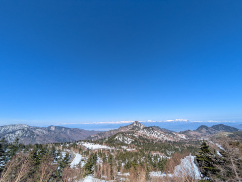 山葡萄の新芽　約300g