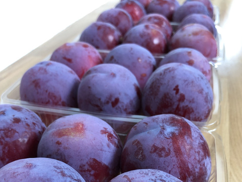 山形県産 プラム「太陽」500g×2P