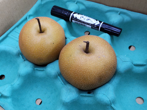 収穫翌日発送【10月8日頃から発送】和梨　にっこり　家庭用　約3.5キロ（1玉320～450ｇ、この品種にしては小玉です）