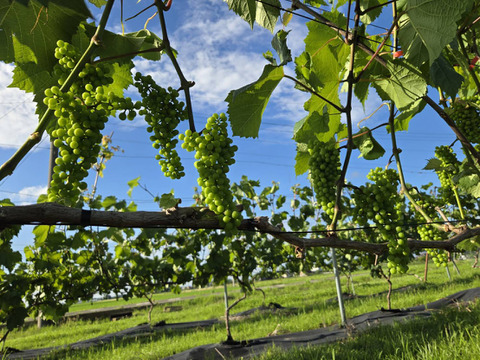 茨城県産　赤と白ワイン合計２本セット 2025年