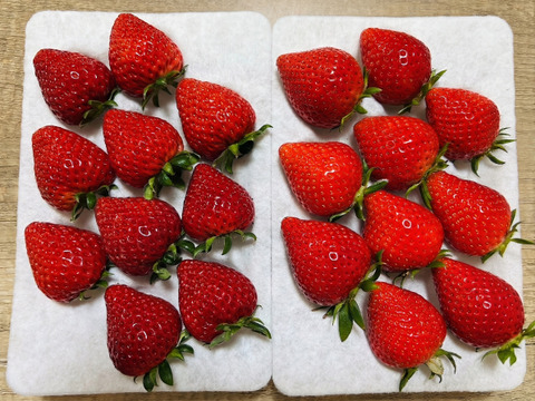 【いちごの里・吉見町産・土耕いちご／親子】あまりん×やよいひめ｜朝採れ食べ比べ 500g