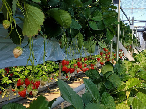 べにたま小粒奇形250g×4パック