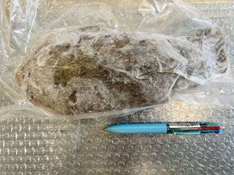 🦑急速冷凍出荷コウイカ【2杯】バリエーション選択可能🌊定置網 スミイカ✨刺身・寿司ネタに！日時指定可能📦🍣 寿司ネタ・刺し身・イカ焼きに最適！🌊 定置網で朝獲れ 烏賊 イカ